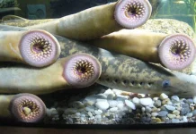 Lamprey, Ikan Vampir Dari Zaman Purba