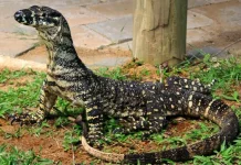 Biawak, Satpam Alami Lingkungan