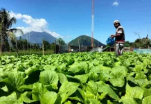 Harga Sayuran Anjlok, Petani Karanganyar Pilih Bagikan Hasil Panen Secara Gratis