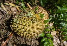 Pohon Durian Disayat saat Berbuah ternyata Berdampak Penting bagi Hasil Panen