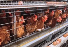Program Makan Bergizi Gratis Diliburkan, Harga Ayam dan Telur Terjun Bebas