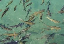 Khasiat Ikan Dewa yang Jadi Lauk Wajib