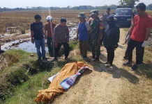 Pria 48 Tahun Ditemukan Meninggal di Pematang Sawah, Gegerkan Warga Guworejo