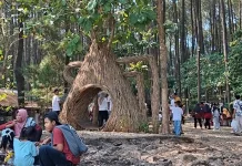 Pesona Hutan Pinus Pengger, Perpaduan Wisata Alam, Spot Foto, dan Outbound di Bantul