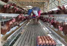 Harga Pakan Naik Namun Telur Turun, Peternak Karanganyar Merugi