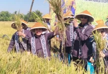 Komisi IV DPR RI Panen Raya Padi di Trucuk hingga Dorong Peningkatan Produktifitas