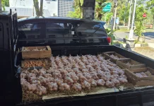 Bantu Serapan Peternak, ASN Pemkab Boyolali Borong 15 Ton Telur