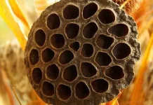 Misteri Trypophobia, Mengapa Lubang Kecil Menakutkan?