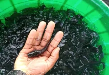 Budidaya Lele Kolam Terpal Jadi Solusi Usaha di Lahan Terbatas