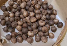 Rahasia Bawang Garlic yang Menyehatkan