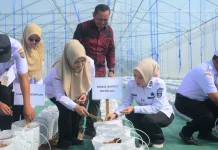 Tekad Kembangkan Pertanian Melon, Pemkab Boyolali Mulai Melakukan Penanaman