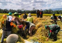 Dukung Swasembada Pangan, TNI dampingi Panen Padi Varietas C 32