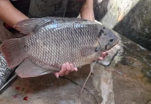Gurame Kaya Protein, Baik untuk Membangun Jaringan Tubuh
