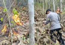 Respons Cepat Tim Gabungan Cegah Kebakaran Hutan Meluas di Wonogiri