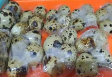 Menyimpan Telur Puyuh Tetap Segar