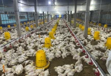 Peternak Ayam Terjepit Harga Pakan