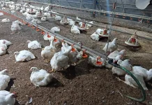 Peternak Ayam Bertahan di tengah Gejolak Harga Daging
