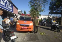 Pohon Lapuk Tumbang di Tasikmadu Karanganyar, Tiga Orang Jadi Korban
