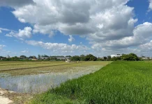Petani Desa Batan Diterjang Wereng, Gapoktan Berharap Sinergi Pemda Ditingkatkan