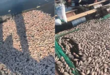 Puluhan Ribu Ikan Keramba WKO Sragen Mati Mendadak, akibat Fenomena Upwelling
