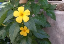 Mengenal Tanaman Bunga Pukul Delapan, Tanaman Hias Cantik yang Mudah Dirawat