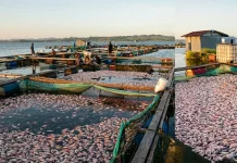 Fenomena Upwelling Landa WKO, Petani Rela Tak Tidur Siaga Demi Geser Keramba