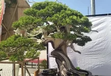Bisnis Bonsai di Klaten Kian Prospektif, Hobi Janjikan Cuan