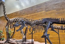 Tahir Solo Museum Resmi Dibuka, Hadirkan Fosil Dinosaurus Asli dari Tiongkok
