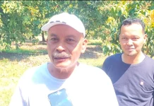 Panen  "Kampung Jambu" Desa Pranan  Sukoharjo, saat Kemarau Datangkan Cuan Berlimpah