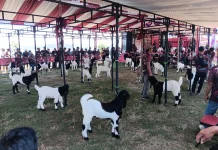 Kontes Kaligesing Klaten Dongkrak Semangat dan Harga Peternak