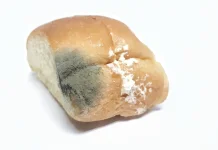 Jamur di Roti Sebaiknya Dibuang atau Dipotong yang Rusak?