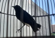 Burung Sunda Blue Robin, Si Biru Pemalu Penghuni Hutan Pegunungan Indonesia