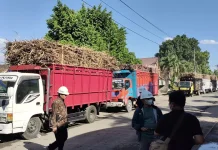 Produksi Turun Petani Tebu Sragen Merugi, Dihantui Pengurangan Kapasitas Giling