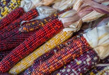 Biji Jagung Beda Warna dalam Satu Tongkol Bukan karena Kualitas Buruk