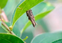 Kamitetep ternyata Larva Ngengat, Ini Fakta Ilmiahnya