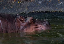 Fakta Unik Kudanil yang Hobi Berendam ternyata Bukan Sekadar Bersantai