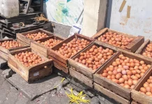 MBG Kembali Berjalan, Harga Telur Ayam Peternak Lokal di Sragen Masih Rendah