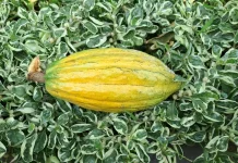 Rahasia Cokelat dari Buah Kakao