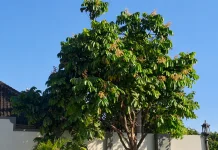 Pesona Pohon Matoa Pekarangan Rumah