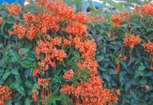 Pesona Orange Trumpet Vine Favorit Taman