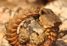 Kadal Armadillo, Naga Mini Berbaju Baja