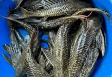 Populasi Ikan Sapu-Sapu 'Meledak' Petani KJA Waduk Kedung Ombo Mengadu ke DPRD Sragen