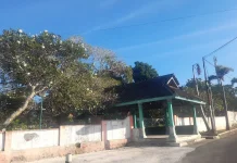 Mengapa Pohon Kamboja Banyak Ditanam di Pekuburan?
