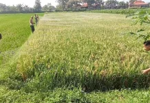 Dukung Ketahanan Pangan, Babinsa Jogonalan Bantu Petani Pasang Jaring