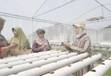 Tim Dosen UMS Kembangkan Pertanian Terpadu Berbasis Greenhouse Hidroponik