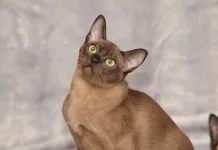 Tips Memelihara Kucing Burmese