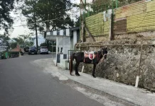 Melawan Sepinya Wisatawan, Kisah Dayat Bertahan Jaga Usaha Sewa Kuda Grojogan Sewu