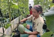 Sensasi Manis Melon Xinjiang di Bumi Sukowati, di Momentum Wisata HUT ke-81 RI
