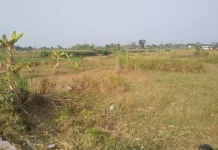 Ribuan Hektare Sawah di Sragen Dibiarkan Bero Dampak El Nino