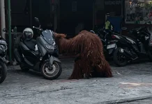 Orang Utan Solo Safari Lepas Sampai Permukiman, Bikin Panik Warga